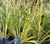 PLANTA ACORUS VERDE @ACORUS GRAMINEUS