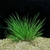 PLANTA ACORUS PUSSILUS @ACORUS PUSSILUS