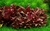 PLANTA ALTERNANTHERA MINI @ALTERNANTHERA MINI
