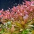 PLANTA AMNANIA GRACILIS @AMMANNIA GRACILIS
