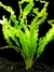 PLANTA APONOGETON CRISPUS @APONOGETON CRISPUS