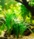 PLANTA JAPÔNICUS ANÃ @OPHIOPOGON JAPONICUM