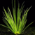 PLANTA ACORUS VERDE E AMARELO @ACORUS GRAMINEUS DECORATUS