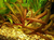 PLANTA ECHINODORUS NARROW LEAF @ECHINODORUS "NARROW LEAF"
