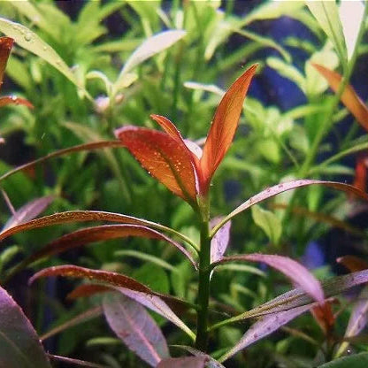 Planta Aquática Ludwigia Leptocarpa para Aquários