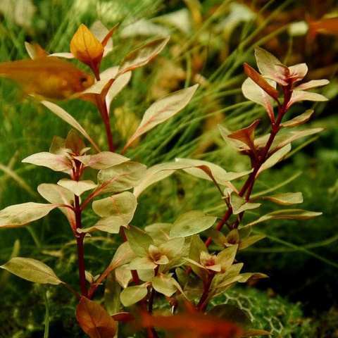 Planta Aquática Ludwigia Natans (Ludwigia Palustris) para Aquários