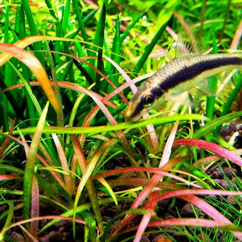 Planta Aquática Echinodorus Tenellus Blood para Aquários