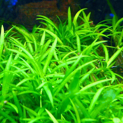 Planta Aquática Echinodorus Tenellus Parvulus para Aquários