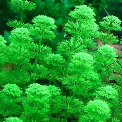 Planta Aquática Pinherinho (Limnophila Sessiflora) para Aquários