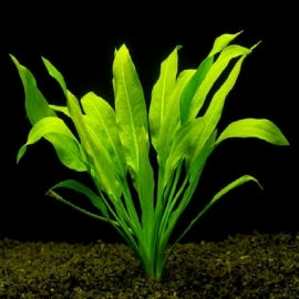 Planta Aquática Spatifilum Walisii (Spathiphyllum Wallissi) para Aquários e Lagos