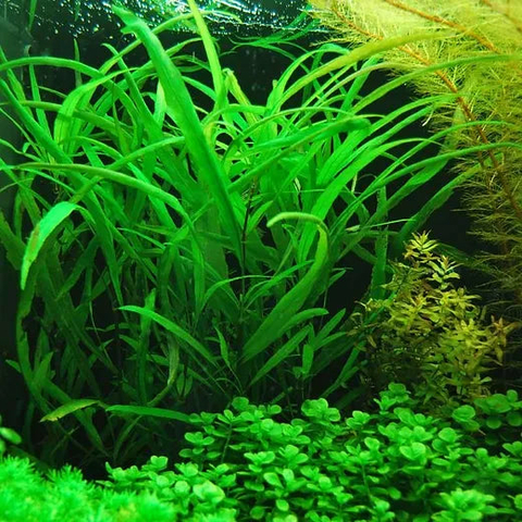 Planta Aquática Higrofila Angustifolia (Hygrophila Angustifolia) para Aquários