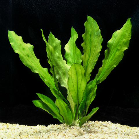 Planta Aquática Leopoldina (Echinodorus Maior Martii) para Aquários