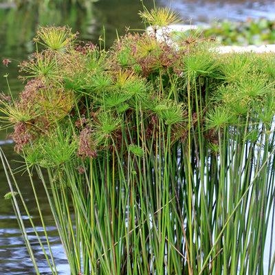 Planta Aquática Papirus Anã (Cyperus Helferi) para Lagos e Aquários