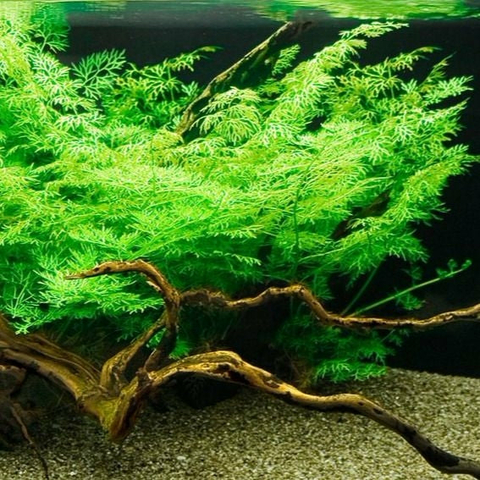 Planta Aquática Samambaia Crespa (Ceratopteris Thalictroides) para Aquários