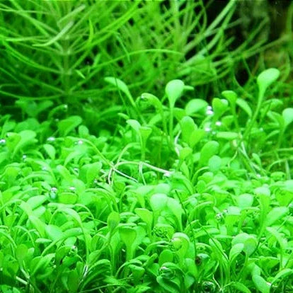Planta Aquática Glossostigma Elatinoides para Aquários