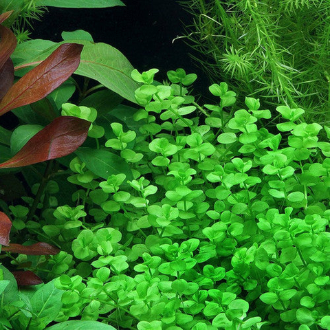 Planta Aquática Micranthemus Umbrosum (Micranthemos Umbrosum) para Aquários
