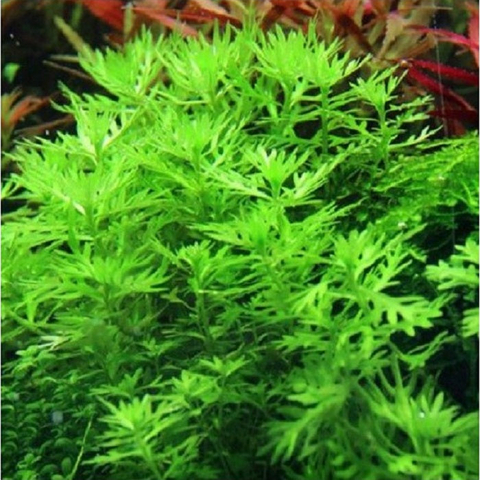 Planta Aquática Hottonia Palustre para Aquários