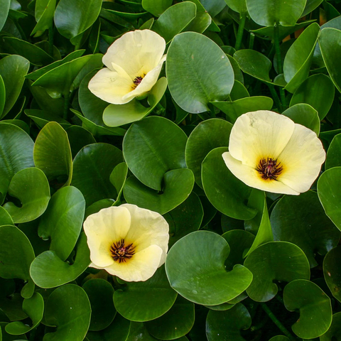 Planta Aquática Hidrocleys (Hydrocleys Nymphoides) para Lagos e Aquários