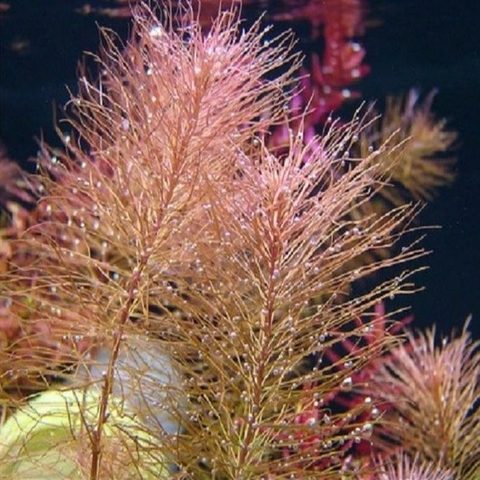 Planta Aquática Rotala Wallichii (Rotala Wallichii) para Aquários