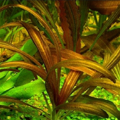 Planta Aquática Echinodorus Narrow Leaf para Aquários