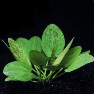 Planta Aquática Echinodorus Leopardo (Echinodorus Shlueteri 'Leopard') para Aquários