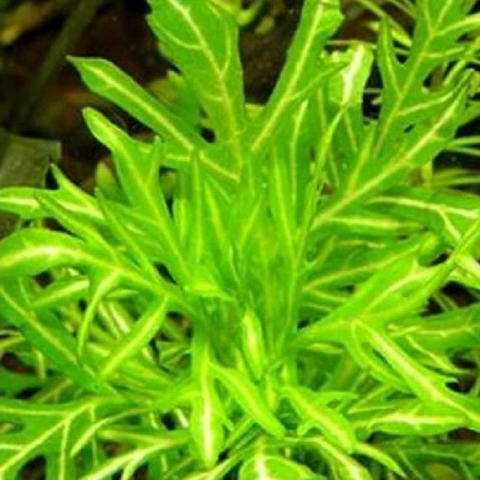 Planta Aquática Higrofila Variegata (Hygrophila Difformis) para Aquários