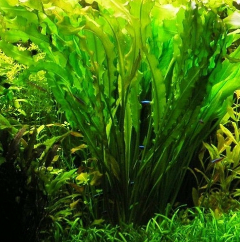 Planta Aquática Aponogeton Crispus para Aquários