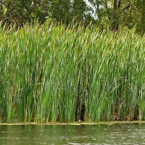 Planta Aquática Tabca (Typha Domingensis) para Lagos