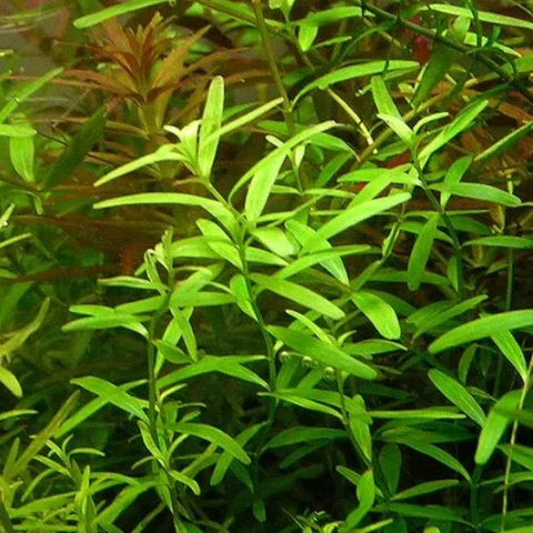Planta Aquática Rotala Ceylon (Rotala Sp. Ceylon) para Aquários