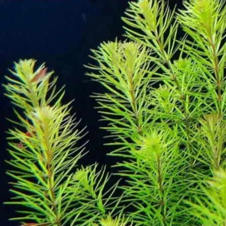 Planta Aquática Rotala Mexicana para Aquários