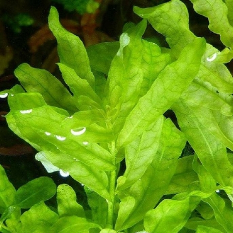 Planta Aquática Ludwigia Inclinata Verde (Ludwigia Inclinata Green) para Aquários