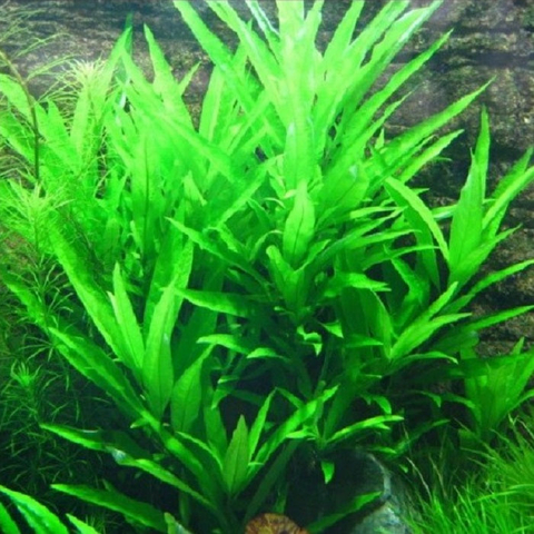 Planta Aquática Higrofila Stricta (Hygrophila Stricta) para Aquários