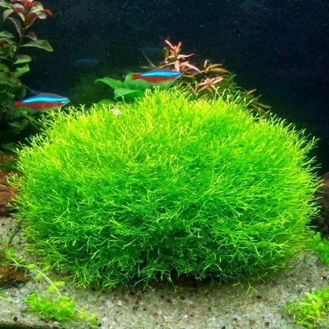 Planta Aquática Riccia Fluitans para Aquários