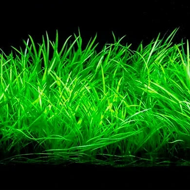 Planta Aquática Echinodorus Tenellus Amano para Aquários