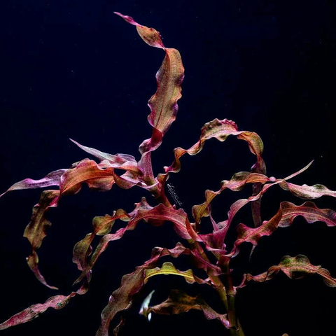Planta Aquática Murdania Vermelha (Murdania Sp. Red) para Aquários