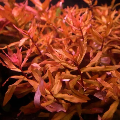 Planta Aquática Amnania Gracilis para Aquários