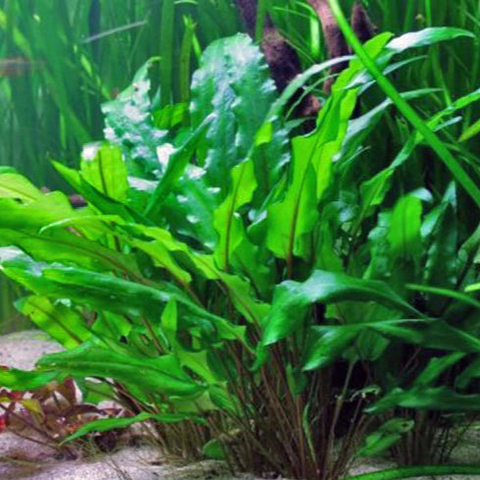 Planta Aquática Cryptocorine Verde (Cryptoryne Green) para Aquários