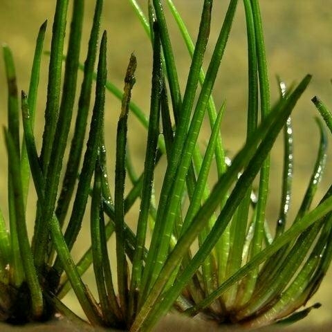 Planta Aquática Isoetes para Aquários e Lagos