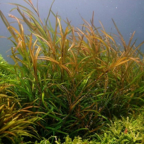 Planta Aquática Potamogeton Colorato para Aquários