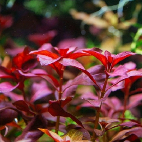 Planta Aquática Ludwigia Rubim (Ludwigia Repens Rubin) para Aquários