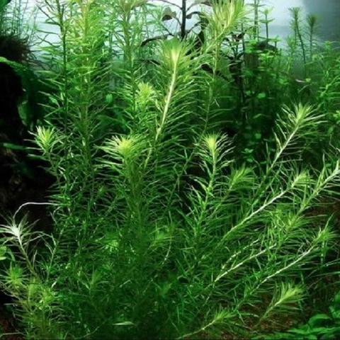 Planta Aquática Mayaca Fluviatilis para Aquários