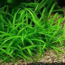 Planta Aquática Sagittaria Pusila (Sagittaria Subulata) para Aquários