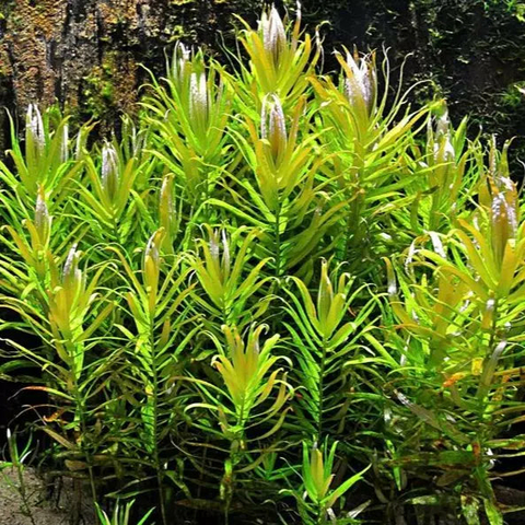 Planta Aquática Nesaea Verde (Nesaea Pedicelata) para Aquários