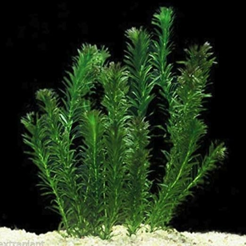 Planta Aquática Elodea Najas (Egeria Najas) para Aquários e Lagos