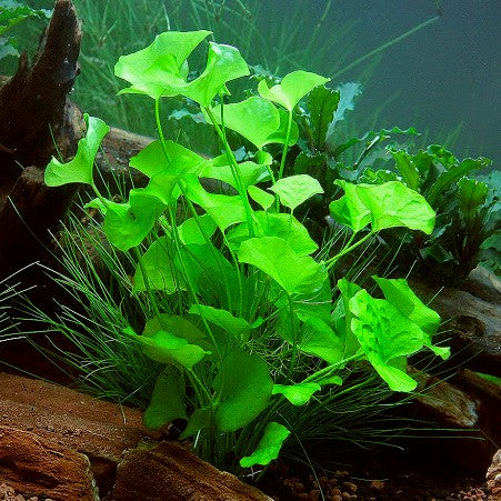 Planta Aquática Nimphóides Cristata (Nymphoides Cristata) para Lagos e Aquários