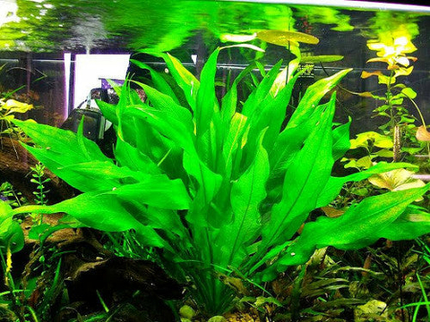 Planta Aquática Amazonense (Echinodorus amazonicus) Para Aquários