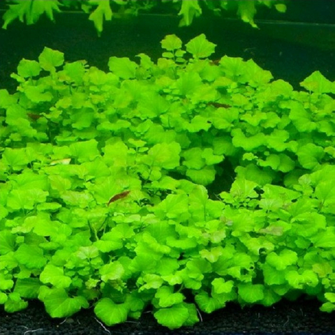 Planta Aquática Cardamine Lyrata para Aquários
