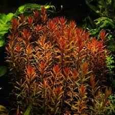 Planta Aquática Rotala Vermelha (Rotala Rotundifolia) para Aquários