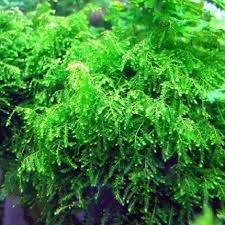 Planta Aquática Weeping Moss (Vesicularia Ferriei) para Aquários