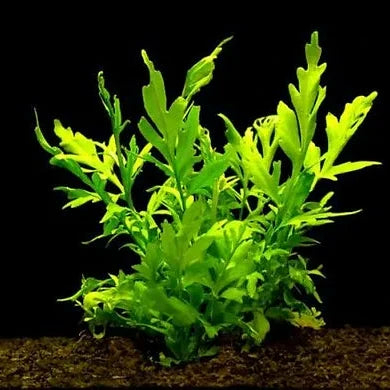 Planta Aquática Samambaia D'água (Ceratopteris Pteridoides) para Aquários